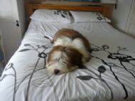 I just luvvvv this bed